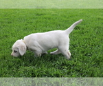 Small #1 Labrador Retriever