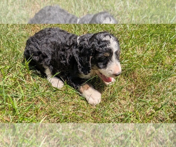 Medium Photo #9 Miniature Bernedoodle Puppy For Sale in GOSHEN, IN, USA