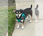 Small #2 Chihuahua Mix