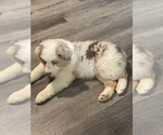 Small #3 Australian Shepherd