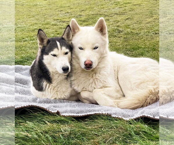 Medium Photo #9 Siberian Husky-Unknown Mix Puppy For Sale in Unionville, PA, USA