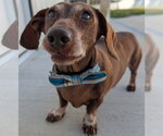 Small #3 Dachshund