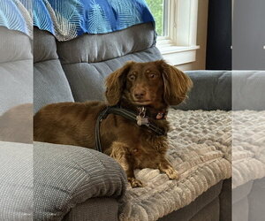 Dachshund Dogs for adoption in Sioux Falls, SD, USA
