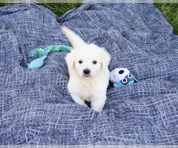 Medium Photo #2 English Cream Golden Retriever Puppy For Sale in SYRACUSE, IN, USA