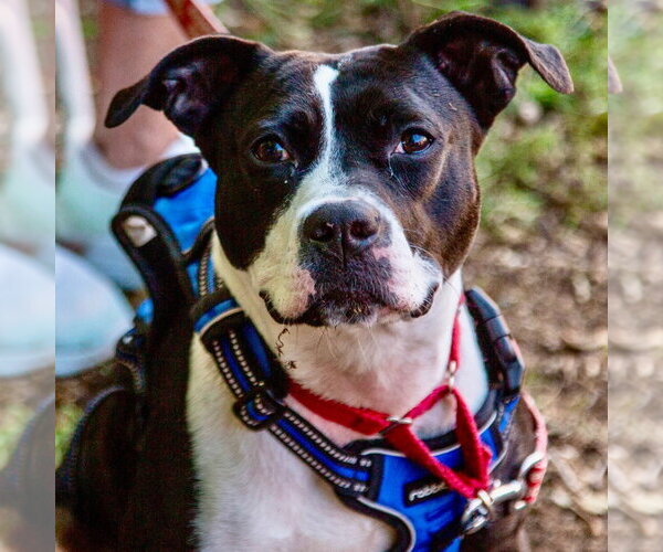 Medium Photo #30 Mutt Puppy For Sale in Canton, CT, USA