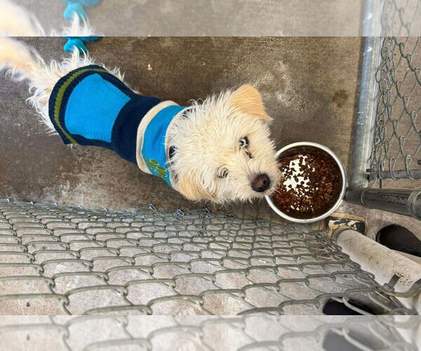 Medium Photo #6 Mutt Puppy For Sale in Grafton, WI, USA