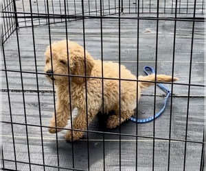 Goldendoodle (Miniature) Puppy for Sale in MOUNT PLEASANT, Michigan USA