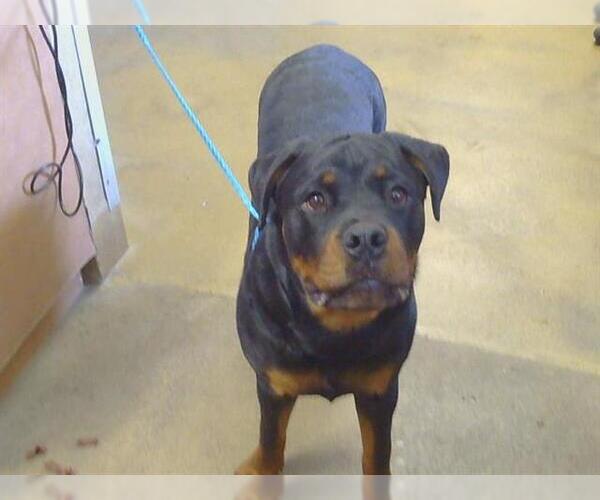 Medium Photo #1 Rottweiler Puppy For Sale in Sacramento, CA, USA