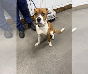 Boxer-Unknown Mix Dogs for adoption in Forestville, MD, USA