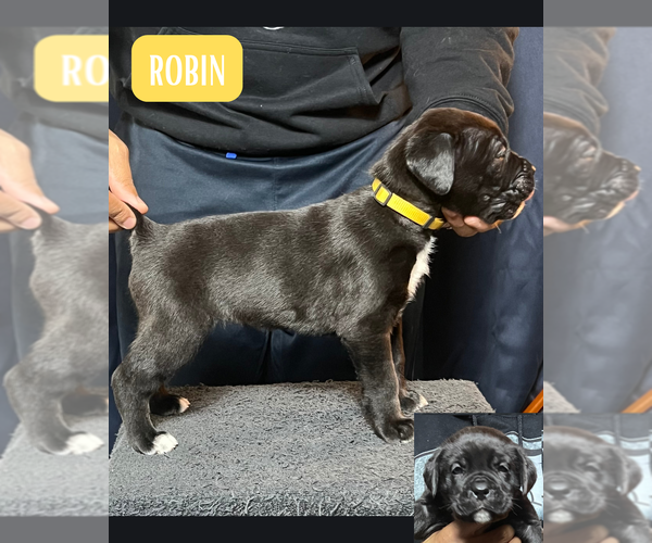 Medium Photo #1 Cane Corso Puppy For Sale in MOUNT MORRIS, MI, USA