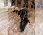 Small #3 Great Dane