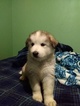 Small Photo #1 Wolf Hybrid Puppy For Sale in PRESCOTT VALLEY, AZ, USA