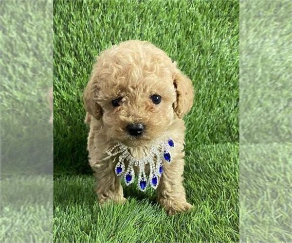 Medium Photo #16 Poodle (Toy) Puppy For Sale in NAPLES, FL, USA