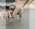 Small #4 Labrador Retriever-Treeing Walker Coonhound Mix