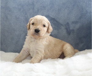 Goldendoodle Puppy for sale in CHERRY CREEK, NY, USA