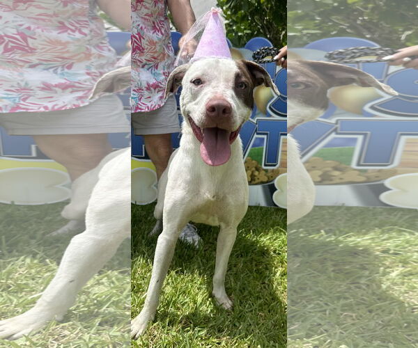 Medium Photo #5 Pointer-Unknown Mix Puppy For Sale in Royal Palm Beach, FL, USA