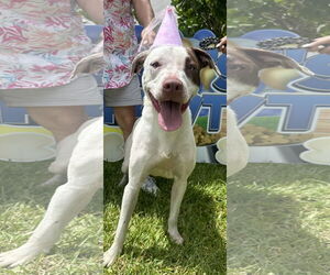 Bristol - Female Pointer-Unknown Mix Dog for Adoption - Photo #5