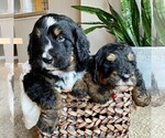 Small Photo #2 Bernedoodle Puppy For Sale in GAP, PA, USA