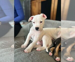 American Pit Bull Terrier Dogs for adoption in St. Louis Park, MN, USA