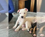 Small American Pit Bull Terrier