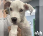 Small #1 Boxer Mix