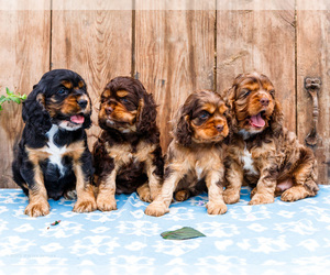 Cocker Spaniel Litter for sale in WAKARUSA, IN, USA