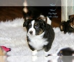 Small Photo #9 Aussie-Corgi Puppy For Sale in LIND, WA, USA