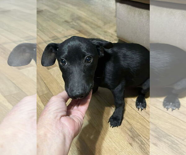 Medium Photo #3 Dorgi Puppy For Sale in Omaha, NE, USA