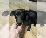 Small #2 Dorgi