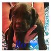 Small Photo #1 Labrador Retriever Puppy For Sale in RUSSELLVILLE, KY, USA