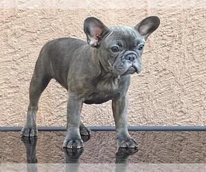 French Bulldog Puppy for Sale in SUISUN CITY, California USA
