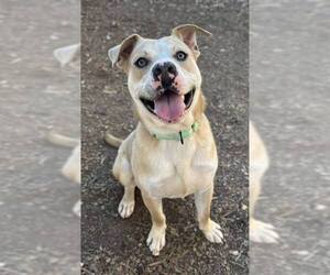 Mutt Dogs for adoption in Clarkesville, GA, USA