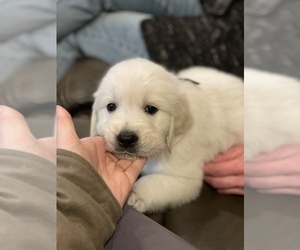English Cream Golden Retriever Puppy for sale in OVID, MI, USA