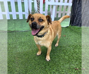 Chihuahua Dogs for adoption in Long Beach, CA, USA