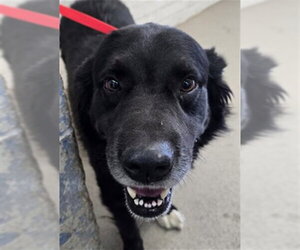 Border Collie-Unknown Mix Dogs for adoption in San Bernardino, CA, USA