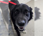 MIKEY - Male Border Collie-Unknown Mix Dog for Adoption - Small photo