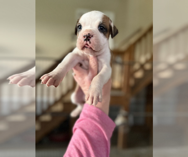 Medium Photo #3 Boxer Puppy For Sale in COXS CREEK, KY, USA
