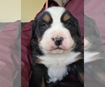 Small #7 Bernese Mountain Dog