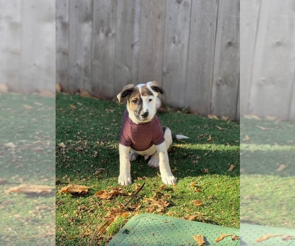 Medium Photo #3 Mutt Puppy For Sale in MIDWAY, UT, USA