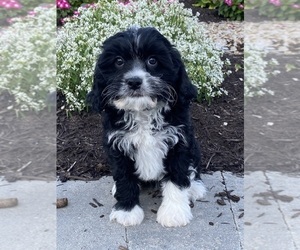 Cavanese Puppy for sale in CANOGA, NY, USA