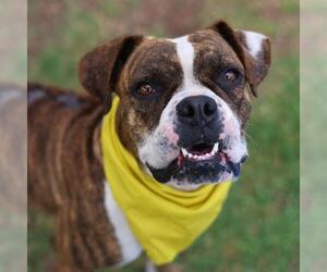 Boxer-Unknown Mix Dogs for adoption in San Antonio, TX, USA