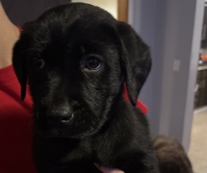 Labrador Retriever Dogs for adoption in SAINT CLAIR SHORES, MI, USA