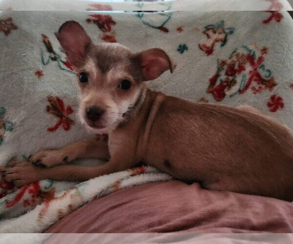 Medium Photo #4 Chihuahua-Unknown Mix Puppy For Sale in San Bernardino , CA, USA