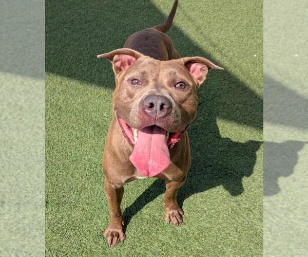 Medium Photo #11 Mutt Puppy For Sale in Rockwall, TX, USA