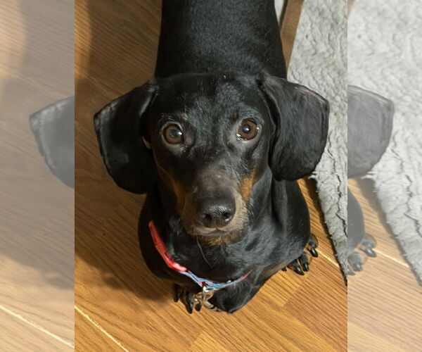 Medium Photo #1 Dachshund Puppy For Sale in Sioux Falls, SD, USA