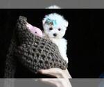 Small #8 Maltese