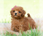 Small #2 Maltipoo (Toy)