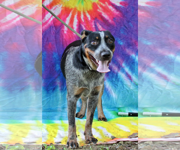 Medium Photo #4 Mutt Puppy For Sale in Crandall, GA, USA