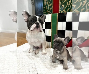 Mother of the French Bulldog puppies born on 10/27/2023