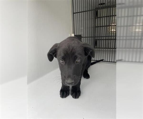 Medium Photo #1 Labrador Retriever-Unknown Mix Puppy For Sale in Houston, TX, USA